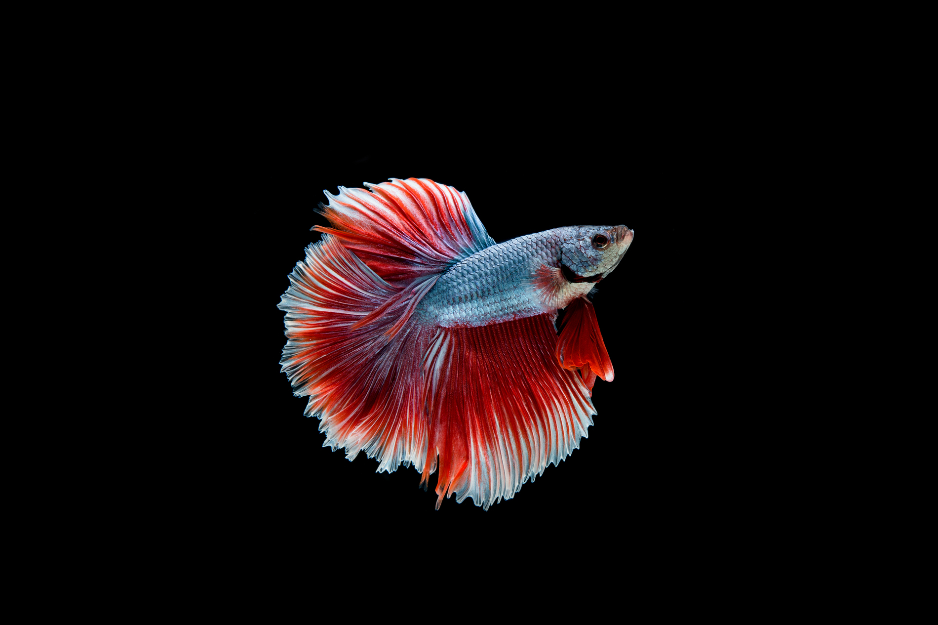 emmybetta betta thailand sell